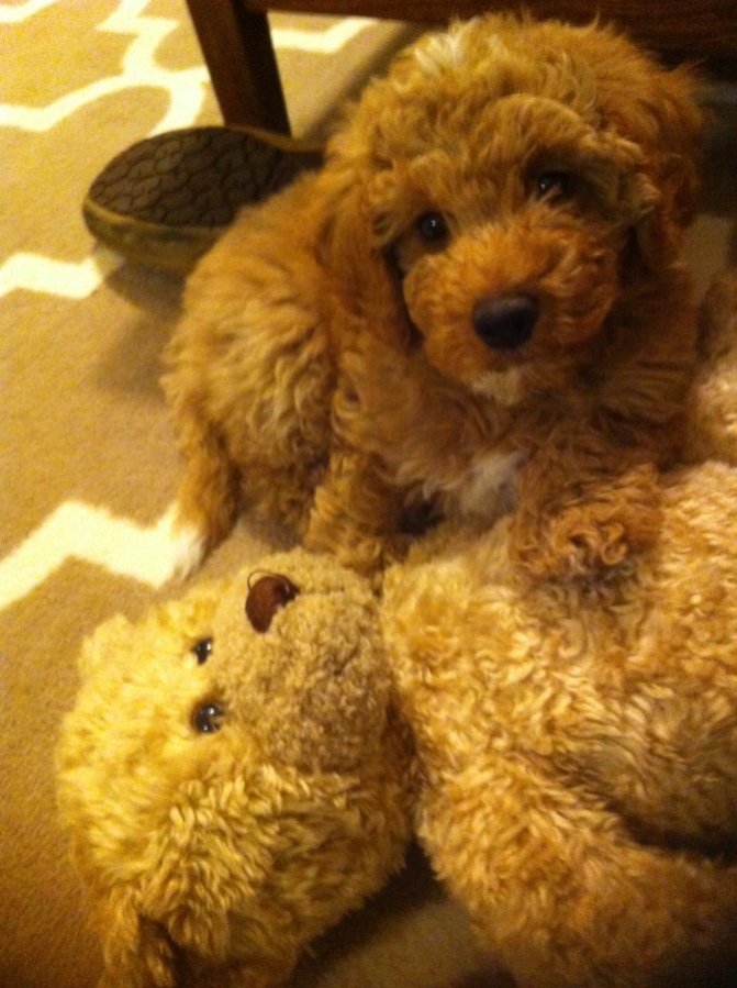 Tucker and his Bear